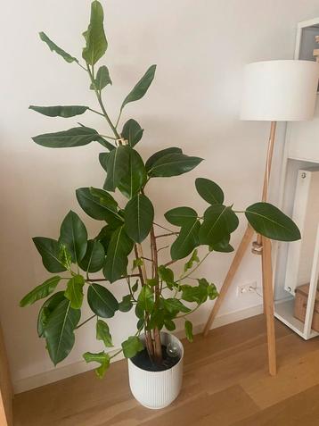 Fig leaf tres grand beschikbaar voor biedingen