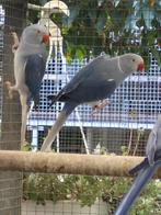 Vogels, Dieren en Toebehoren, Vogels | Parkieten en Papegaaien