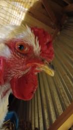 Jeune Coq Brahma  Isabelle 10 mois  reproducteur pure race