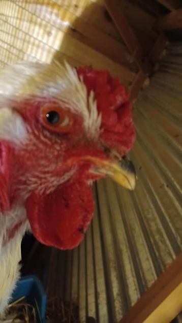 Jeune Coq Brahma  Isabelle 10 mois  reproducteur pure race