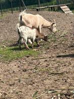 Dwergeit lammetjes, Meerdere dieren, Geit, 0 tot 2 jaar