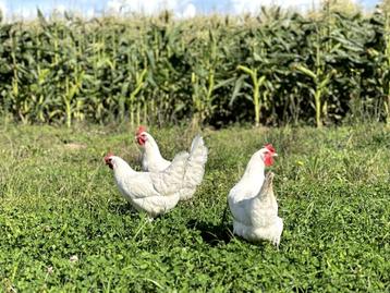 Goed leggende tamme Poule de Bresse kippen en tegen de leg