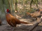 Canadese/bruine fazanten haan LAATSTE KANS!, Dieren en Toebehoren, Mannelijk