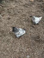 Zijdehoender haantjes, Dieren en Toebehoren