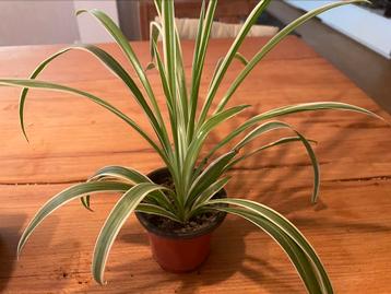 Partij Chlorophytum   beschikbaar voor biedingen