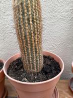 2 grote cactussen, Huis en Inrichting, Kamerplanten, Ophalen, Cactus