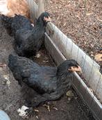 trio brahma's, Dieren en Toebehoren, Meerdere dieren, Kip