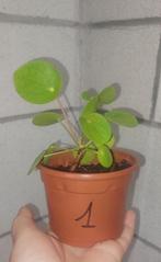 Pannenkoekenplant, Huis en Inrichting, Kamerplanten, Overige soorten, Minder dan 100 cm, Halfschaduw, In pot