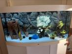 Juwel vision 260 + helialux, Dieren en Toebehoren, Ophalen of Verzenden, Zo goed als nieuw
