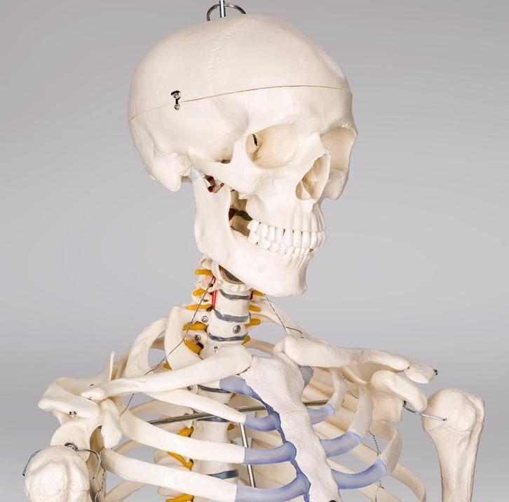 Anatomisch skelet, Diversen, Schoolbenodigdheden, Zo goed als nieuw, Ophalen