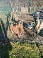 2 geiten bok + mieke, Dieren en Toebehoren
