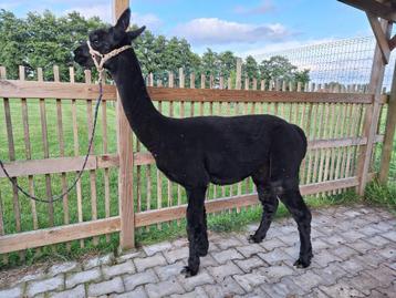 Alpaca te koop beschikbaar voor biedingen