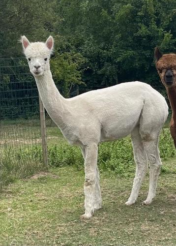  Alpaca merrieveulen – geboren september 2023 beschikbaar voor biedingen