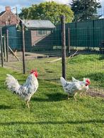 Broedeieren bonte leghorns, Dieren en Toebehoren