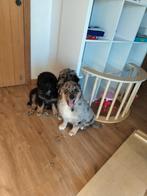 Beaux chiots retriever australiens, Plusieurs, Parvovirose, Belgique, 8 à 15 semaines