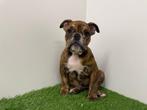 Engelse Bulldog pups, Dieren en Toebehoren, Honden | Bulldogs, Pinschers en Molossers, België, 8 tot 15 weken, CDV (hondenziekte)