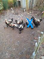 Brahma zilverpatrijs hanen, Dieren en Toebehoren, Pluimvee