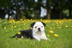 Prachtig Tricolor Mopshond pupje, CDV (hondenziekte), Meerdere, 8 tot 15 weken, Meerdere dieren