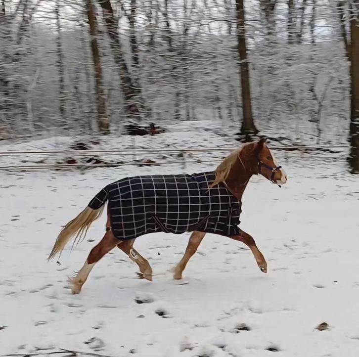 Grote B Welsh ruin met Nederlands Stamboek!, Dieren en Toebehoren, Pony's, Ruin, Onbeleerd, B pony (1.17m tot 1.27m), 0 tot 2 jaar