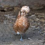 Padua krielkippen jonge hennen beschikbaar, Femelle, Poule ou poulet