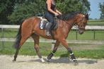 Brave lieve allround ruin, Dieren en Toebehoren, Paarden, Ruin