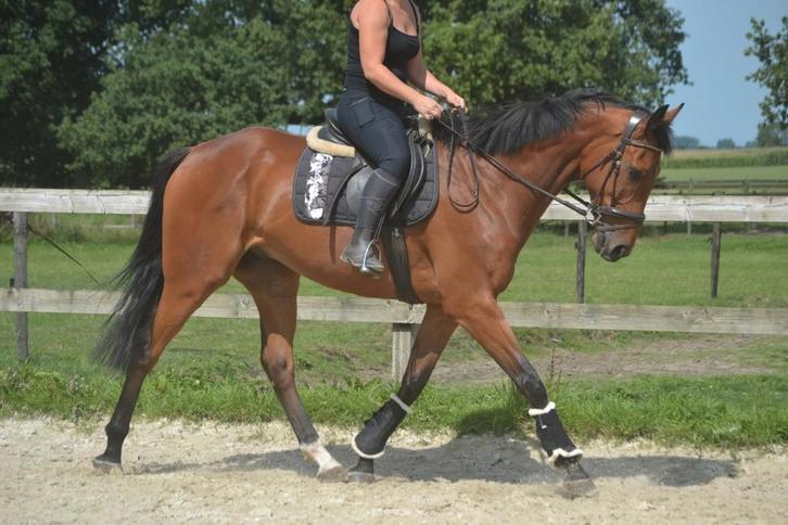 Brave lieve allround ruin, Dieren en Toebehoren, Paarden, Ruin