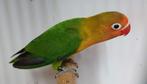 Fischerie MAN (DNA attest) - wildkleur, Dieren en Toebehoren, Vogels | Parkieten en Papegaaien, Mannelijk, Dwergpapegaai of Agapornis