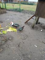 Barberie eenden, koppel, Dieren en Toebehoren, Pluimvee