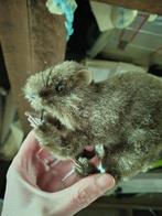 bruine rat als deco halloween nieuw, Ophalen of Verzenden, Nieuw, Versiering