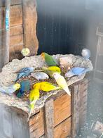 Jonge dwergpapegaaien lovebirds agapornis roseicollis, Dieren en Toebehoren