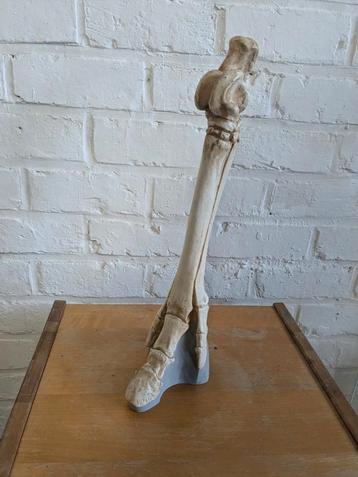 Anatomie been gips  beschikbaar voor biedingen