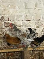 11 mooie gekleurde kippen, Dieren en Toebehoren, Vrouwelijk, Kip