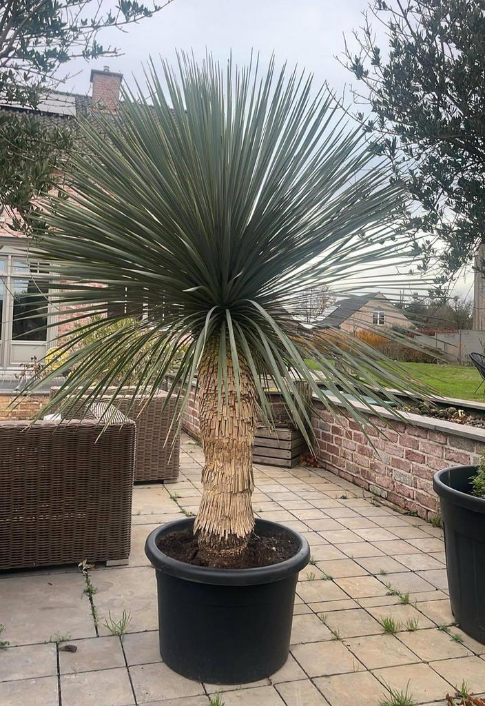 Yucca rostrata!, Tuin en Terras, Planten | Bomen, Ophalen