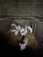 biggen vleesvarkens, Dieren en Toebehoren, Overige Dieren-accessoires, Ophalen of Verzenden