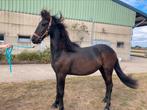 Mooi friese jaarling, Dieren en Toebehoren, Paarden, Merrie