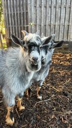 Blauwschimmel dekbokjes te koop, Dieren en Toebehoren, Schapen, Geiten en Varkens, Mannelijk, Geit, 0 tot 2 jaar