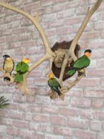 zwartkop caique, Dieren en Toebehoren, Vogels | Parkieten en Papegaaien