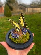 Opgezette vlinder - Papilio Machaon, Collections, Collections Animaux, Enlèvement ou Envoi, Comme neuf