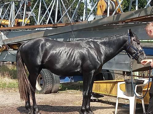 Zeer lieve ruin, Animaux & Accessoires, Chevaux, Hongre, Débourré, Moins de 160 cm, 3 à 6 ans, Cheval de récréation, Avec puce électronique