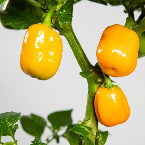 Peperzaden AJI JOBITO (20 stuks), Tuin en Terras, Bloembollen en Zaden, Zaad, Voorjaar, Volle zon, Verzenden