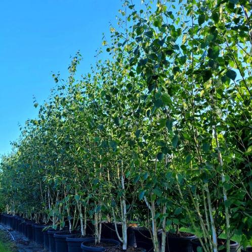 Meerstammige berken bomen in verschillende maten!, Tuin en Terras, Planten | Bomen, Ophalen of Verzenden