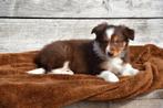 Chocolat Tricolor Border Collie pups, Dieren en Toebehoren, Honden | Herdershonden en Veedrijvers, CDV (hondenziekte), Meerdere