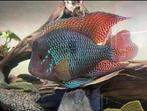 Geophagus Brasiliensis +-30cm