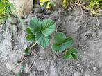 Aardbeiplantjes, Tuin en Terras, Planten | Tuinplanten, Ophalen