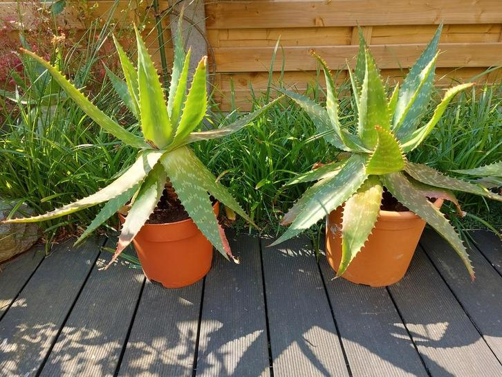 Aloë Macculata, Huis en Inrichting, Kamerplanten, Ophalen of Verzenden