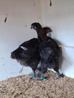 2 jonge Marans hanen zwartkoper, 6 weken oud, Dieren en Toebehoren