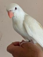 Halsband parket handtam, Dieren en Toebehoren, Vogels | Parkieten en Papegaaien