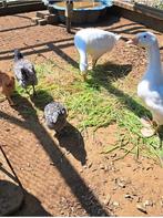 Ganzen koppel, Dieren en Toebehoren, Pluimvee