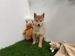Shiba Inu pups, Dieren en Toebehoren, België, Overige rassen, 8 tot 15 weken, Parvo