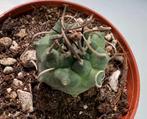 Turbinicarpus Klinkerianus f Negrita, Maison & Meubles, Plantes d'intérieur, Cactus, Envoi, Moins de 100 cm